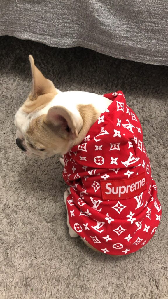 Louis vuitton supreme dog hoodie 2023 best