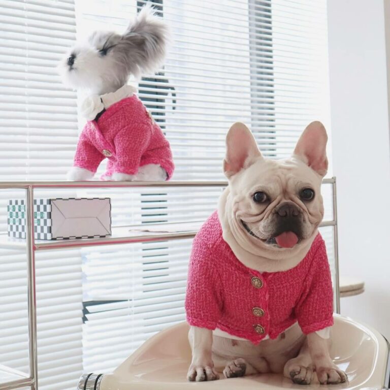 Chanel dog coats