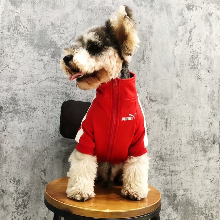 puma dog coat