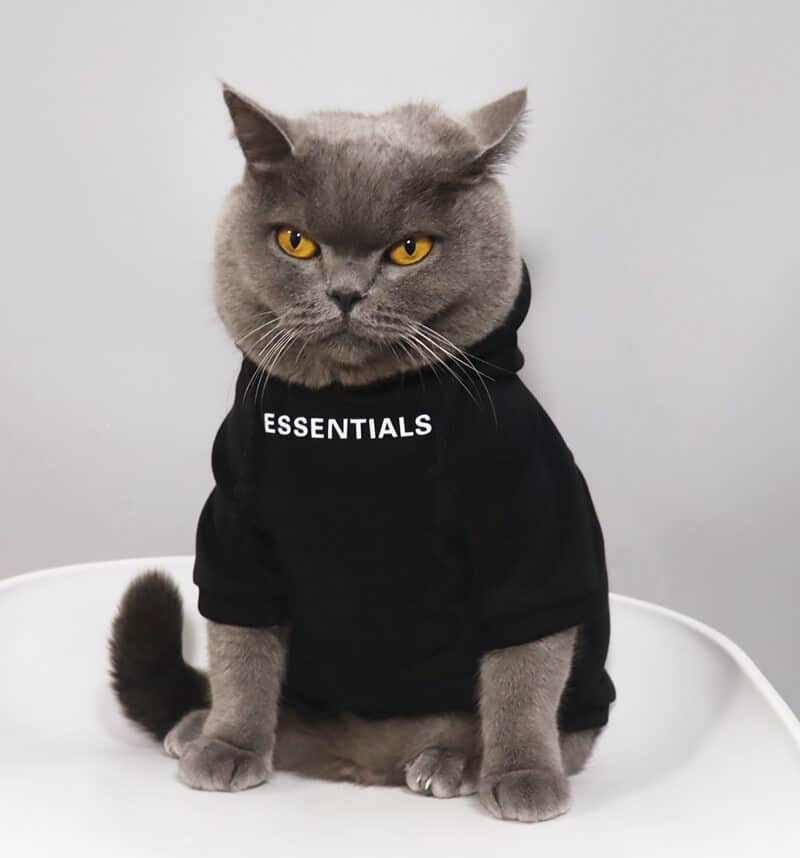 Essentials hoodie for cats 3