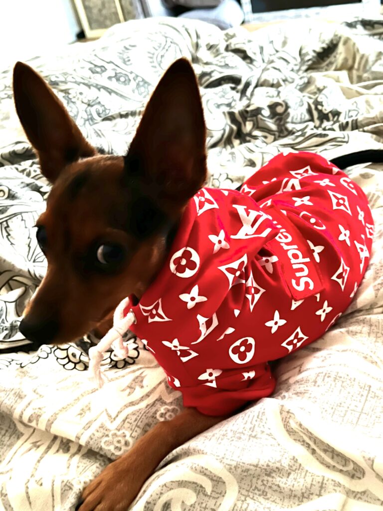 Louis Vuitton dog clothes New hoodies , 2023 Best dog in hood