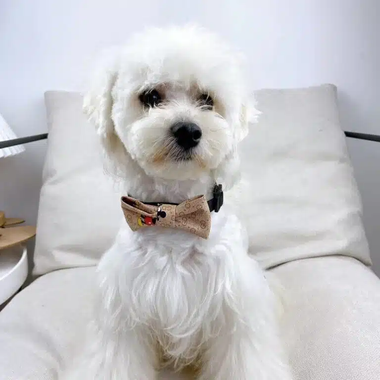 Designer dog Collar with Bowtie