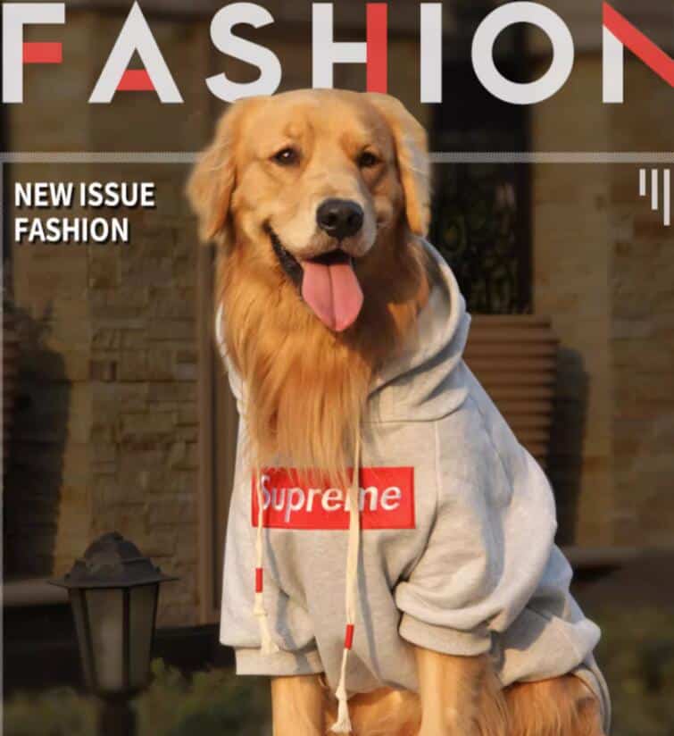 Exploring the Top 10 Gentle Dog Breeds for Family Homes! Dog Designer