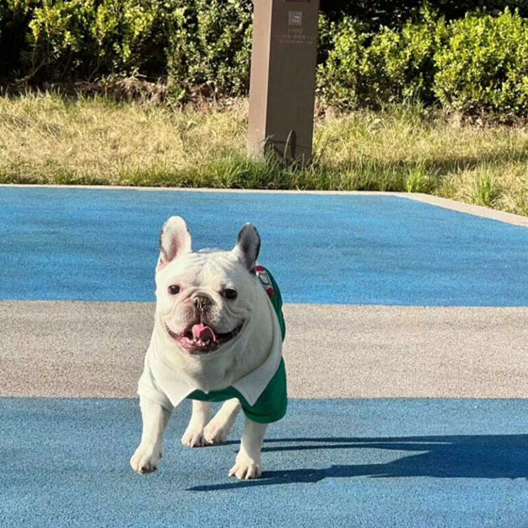 Gucci Custom Dog Polo