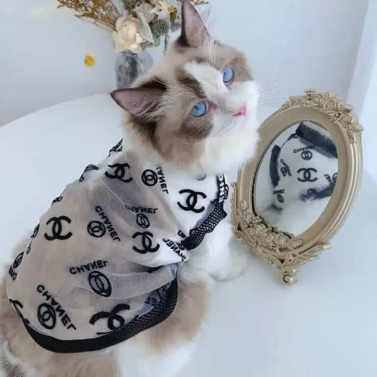 Chanel designer cat clothes