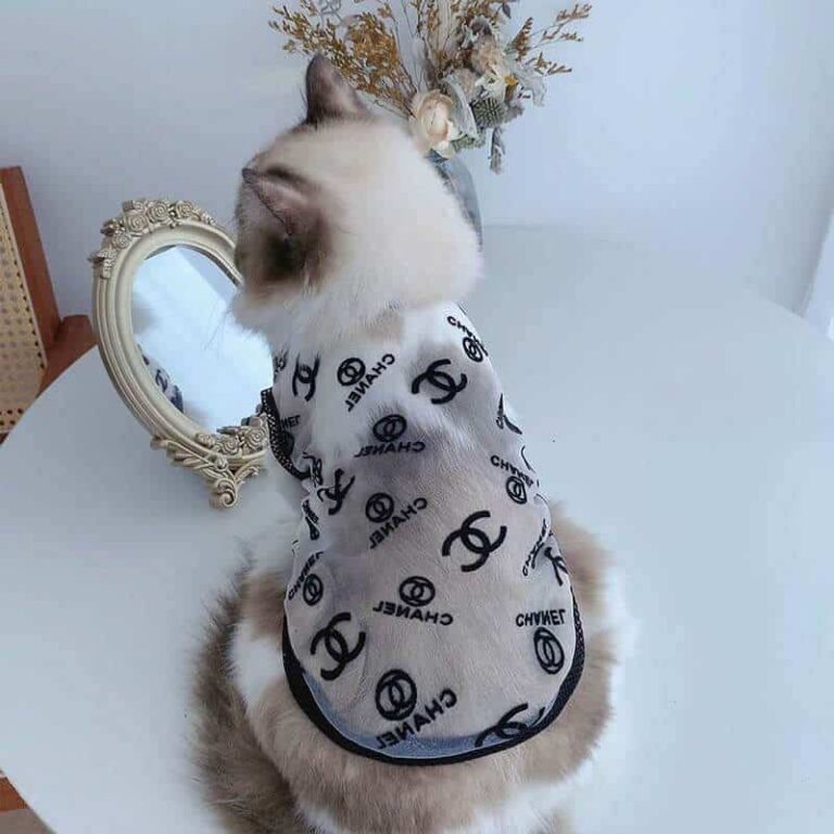 Chanel designer cat clothes