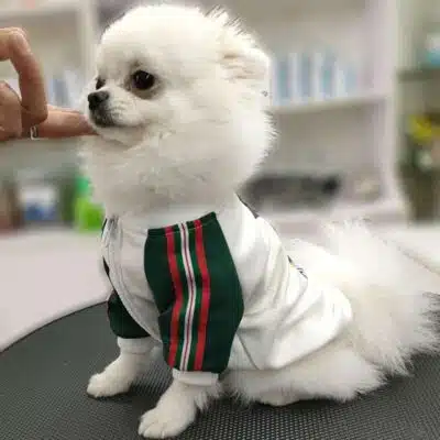 Dog gucci Coat