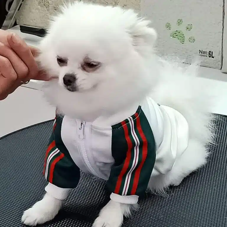 Dog gucci Coat