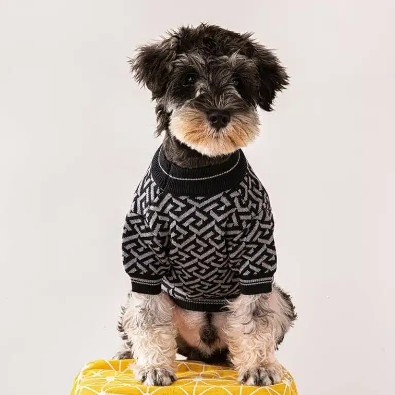Versace dog clothing for winter
