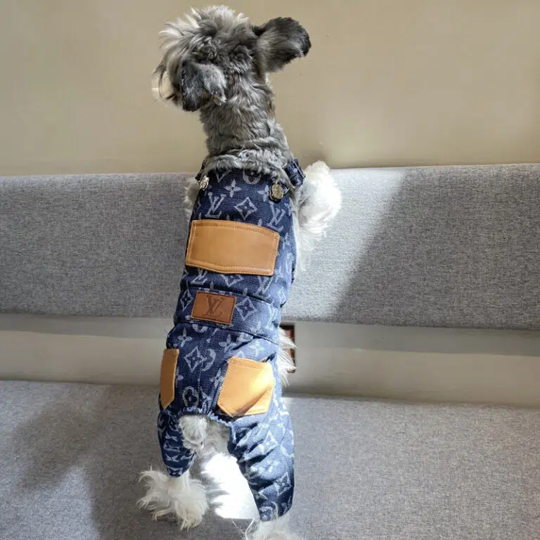 Designer dog clothes Gucci