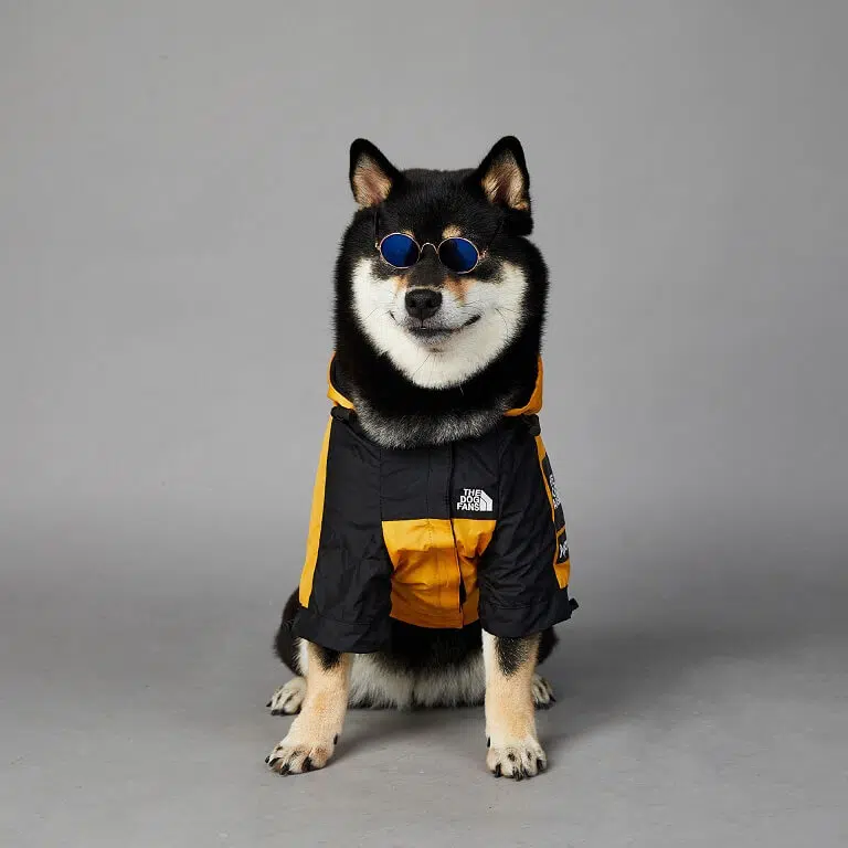 The best new dog rain jacket | the dog face jacket coat 2024