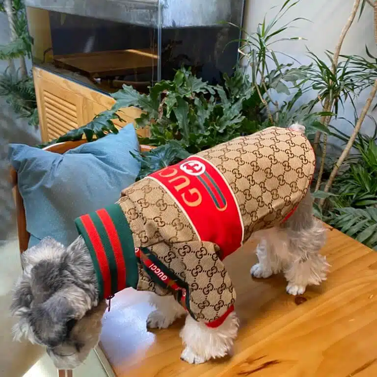 dog jackets for winter