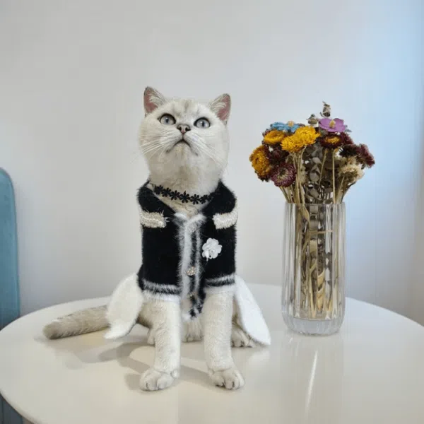 chanel cat clothes