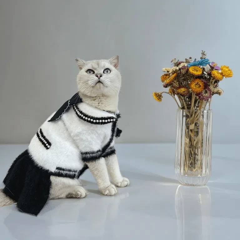 chanel cat clothes