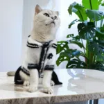 chanel cat clothes