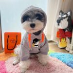 gucci dog apparel​