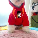 gucci dog apparel​