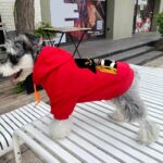 gucci dog apparel​