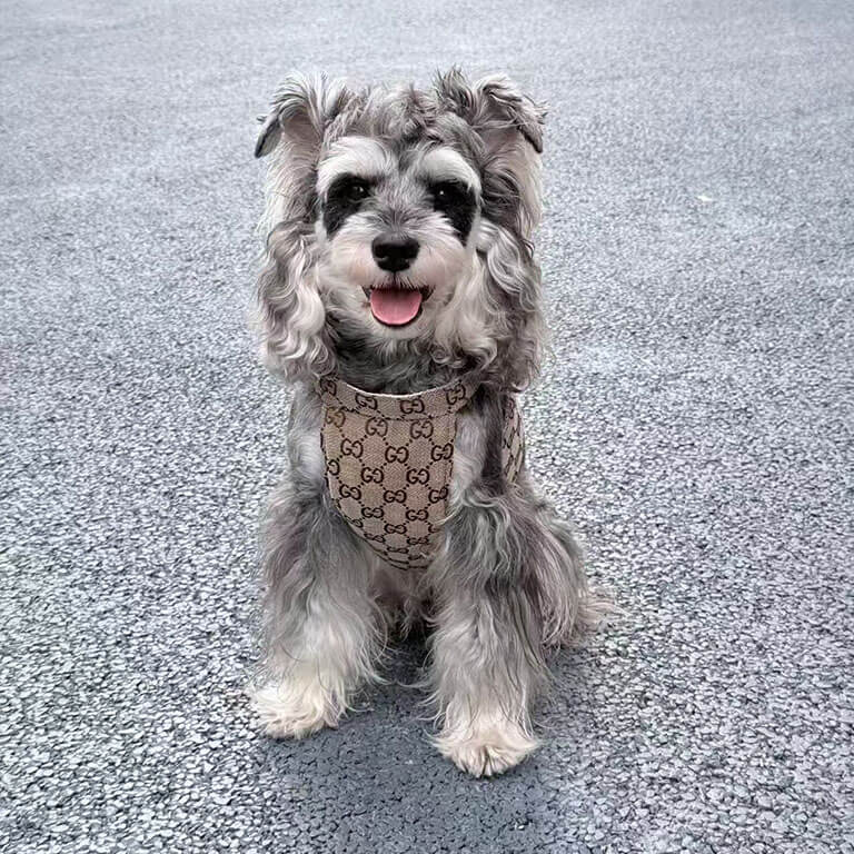 gucci khaki harness for dog